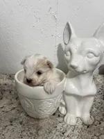 Maltipoo, a female Maltese and Poodle - Toy  for sale in Greenville, NC – Photo 2 of 2