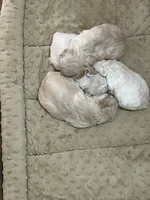 Maltipoo, a female Maltese and Poodle - Toy  for sale in Greenville, NC – Photo 1 of 2