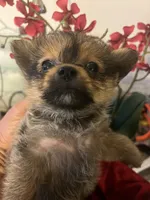 Tcup female  Yoripom, a female Pomeranian and Yorkshire Terrier for sale in Greenville, NC – 6 of 6