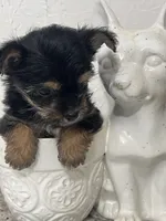 Core, a male Yorkshire Terrier for sale in Greenville, NC – 2 of 3