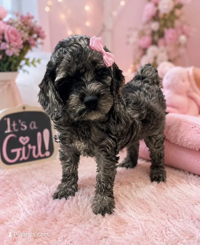 Female – Cocker Spaniel, Poodle - Miniature  puppy for sale in Greenville, NC