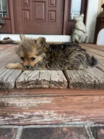 F Tcup yorkie/pom, a female Pomeranian and Yorkshire Terrier for sale in Greenville, NC – 3 of 3