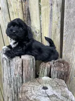 Male shihtzu, a male Maltese and Shih Tzu for sale in Greenville, NC – 2 of 3