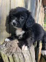 F pekingese, a female Pekingese for sale in Greenville, NC – 1 of 3