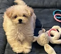 F Pomeranian/Maltese, a female Maltese and Pomeranian for sale in Greenville, NC – 3 of 4