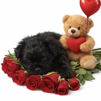 Blacky, a female Yorkshire Terrier for sale in Greenville, NC – Photo 1 of 3