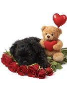 Blacky, a female Yorkshire Terrier for sale in Greenville, NC – Photo 1 of 3