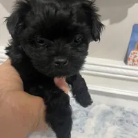 Blacky, a female Yorkshire Terrier for sale in Greenville, NC – Photo 3 of 3