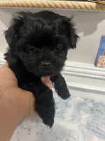 Blacky, a female Yorkshire Terrier for sale in Greenville, NC – Photo 3 of 3