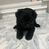 Blacky, a female Yorkshire Terrier for sale in Greenville, NC – Photo 2 of 3