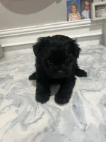 Blacky, a female Yorkshire Terrier for sale in Greenville, NC – Photo 2 of 3