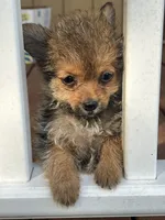 F Tcup yorkie/pom, a female Pomeranian and Yorkshire Terrier for sale in Greenville, NC – 1 of 3