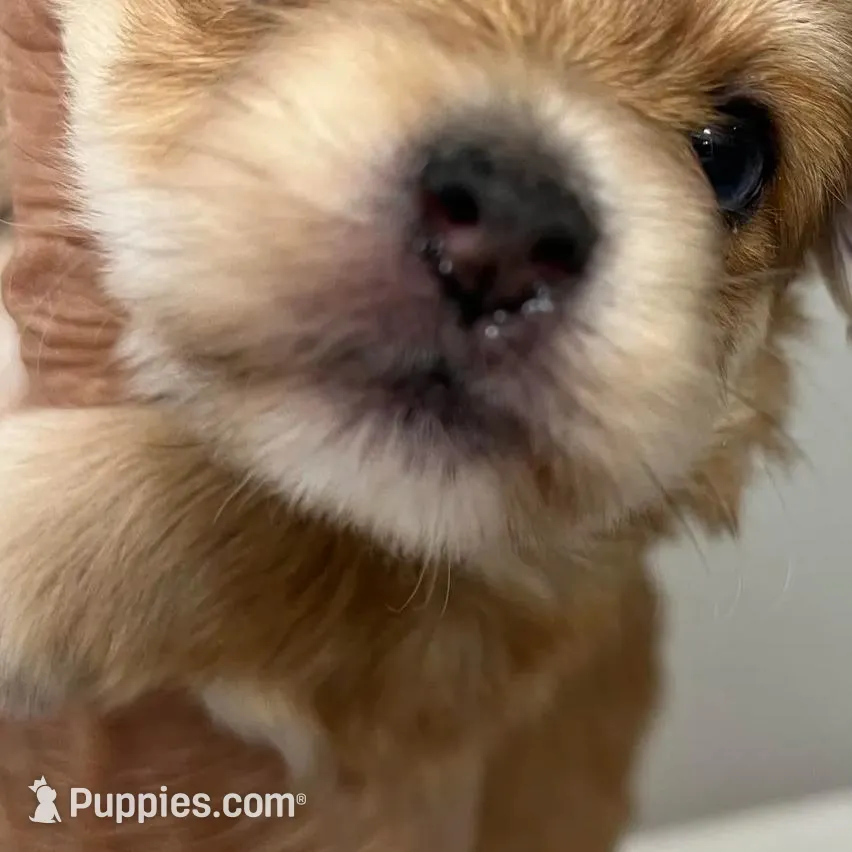 Blondy, a female Pomeranian and Yorkshire Terrier for sale in Greenville, NC – Photo 2 of 2