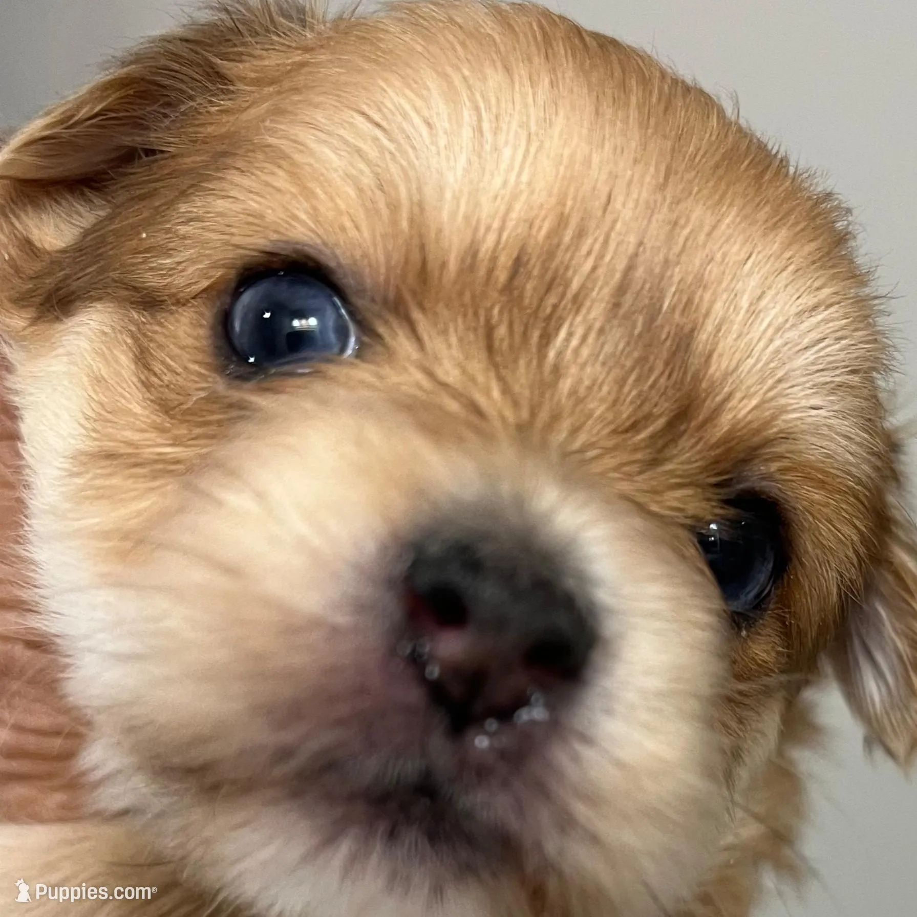 Blondy, a female Yorkshire Terrier for sale in Greenville, NC – Photo 3 of 5