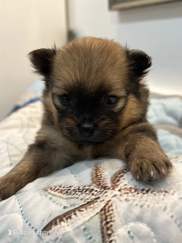 Tcup – Pomeranian puppy for sale in Greenville, NC
