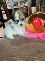 F Maltese/Pomeranian, a female Maltese and Shih Tzu for sale in Greenville, NC – 2 of 3