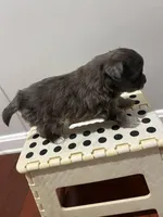 YorkiPom , a male Yorkshire Terrier for sale in Greenville, NC – Photo 2 of 5