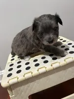 YorkiPom , a male Yorkshire Terrier for sale in Greenville, NC – Photo 3 of 5