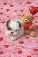 Shih Tzu, a female Shih Tzu for sale in Greenville, NC – Photo 1 of 3