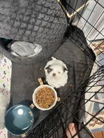 Shih Tzu, a female Shih Tzu for sale in Greenville, NC – Photo 2 of 3