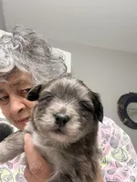 YorkiPom , a male Yorkshire Terrier for sale in Greenville, NC – Photo 5 of 5