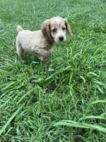 M Cockapoo, a male Cocker Spaniel and Poodle - Miniature  for sale in Greenville, NC – 3 of 3