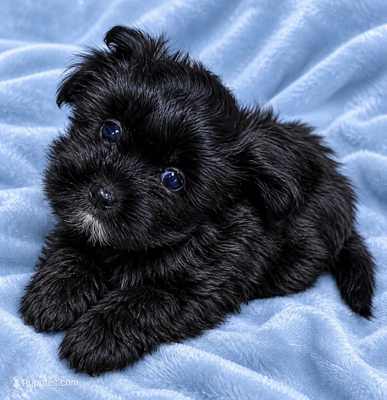 M Malshi  – Maltese, Shih Tzu puppy for sale in Greenville, NC