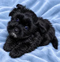 M Malshi , a male Maltese and Shih Tzu for sale in Greenville, NC – 1 of 3