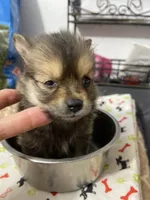 M Tcup Pom Chi, a male Chihuahua for sale in Greenville, NC – 3 of 3