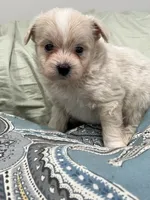 Male palm/Maltese, a male Pomeranian for sale in Greenville, NC – 1 of 3