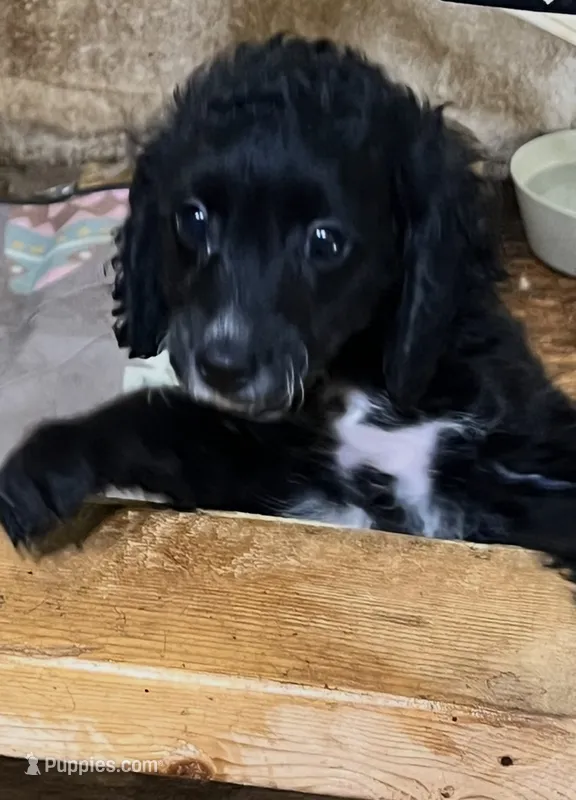 cockapoo – Cocker Spaniel, Poodle - Miniature  puppy for sale in Greenville, NC