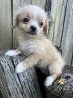 F pekingese/Maltese, a female Maltese and Pekingese for sale in Greenville, NC – 4 of 4