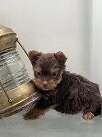 M Yorkii, a male Yorkshire Terrier for sale in Greenville, NC – 1 of 5