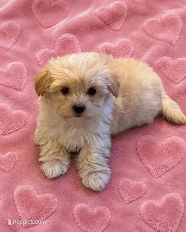F Malshie  – Maltese, Shih Tzu puppy for sale in Greenville, NC