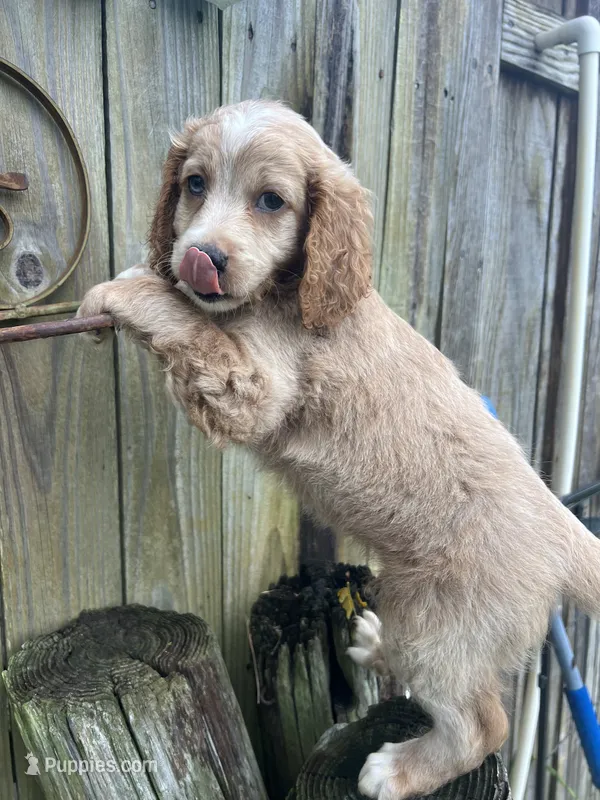 M Cockapoo, a male Cocker Spaniel and Poodle - Miniature  for sale in Greenville, NC – 1 of 3