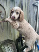 M Cockapoo, a male Cocker Spaniel and Poodle - Miniature  for sale in Greenville, NC – 1 of 3
