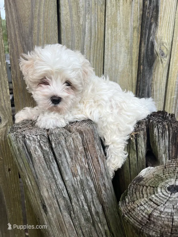 M Maltepoo  – Maltipoo puppy for sale in Greenville, NC
