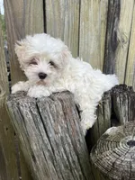 M Maltepoo , a male Maltipoo for sale in Greenville, NC – 1 of 2