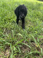 F cockapoo, a female Cocker Spaniel and Poodle - Miniature  for sale in Greenville, NC – 3 of 4