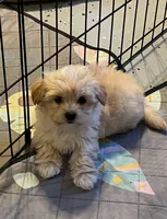 F Pomeranian/Maltese, a female Maltese and Pomeranian for sale in Greenville, NC – 4 of 4