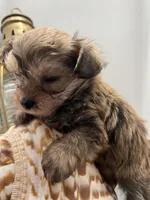 Yorkipoo, a male Yorkipoo for sale in Greenville, NC – Photo 3 of 4