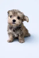 Yorkipoo, a male Yorkipoo for sale in Greenville, NC – Photo 1 of 4