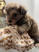 Yorkipoo, a male Yorkipoo for sale in Greenville, NC – Photo 2 of 4