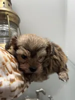 Yorkipoo, a male Yorkipoo for sale in Greenville, NC – Photo 4 of 4