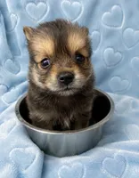 M Tcup Pom Chi, a male Chihuahua for sale in Greenville, NC – 1 of 3
