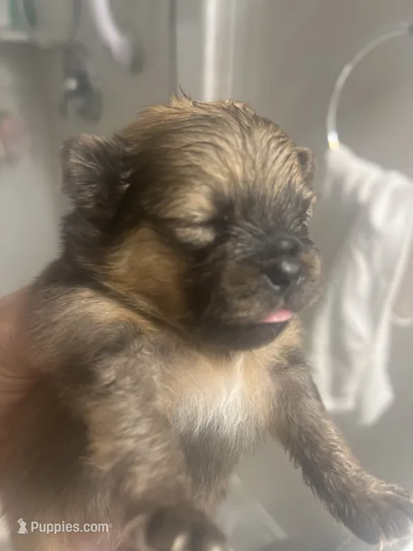 Tcup – Pomeranian puppy for sale in Greenville, NC