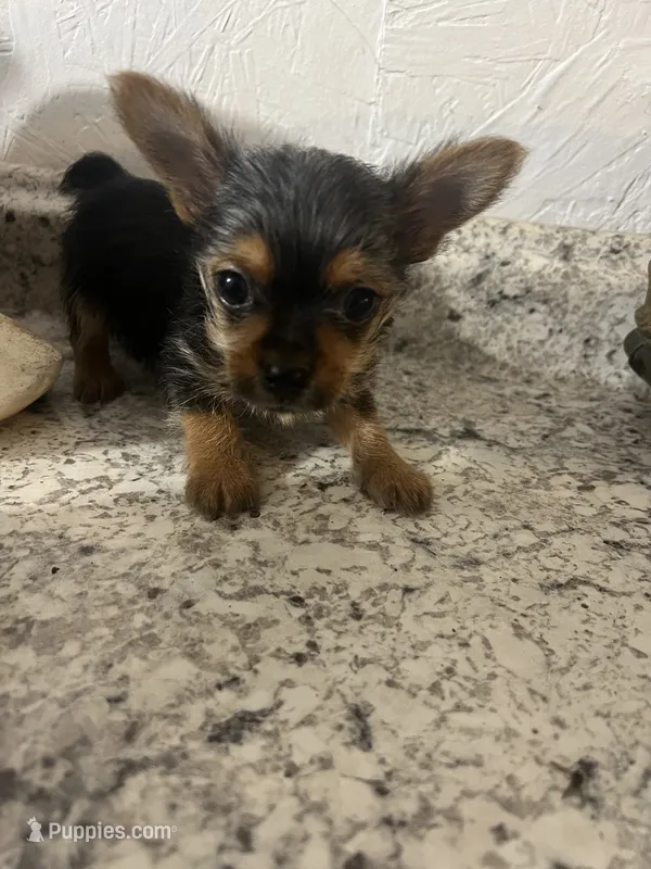 Tiny yorki – Yorkshire Terrier puppy for sale in Greenville, NC