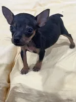 Teeny , a female Rat Terrier for sale in Greenville, NC – 2 of 3