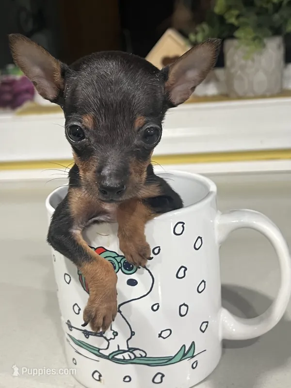 Teeny  – Rat Terrier puppy for sale in Greenville, NC