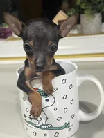 Teeny , a female Rat Terrier for sale in Greenville, NC – 1 of 3